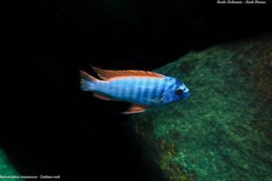 Labeotropheus trewavasae 'Zimbawe Rock'